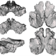 3D models of the D. dynastes bones